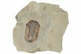 Symphysurus Trilobites With Preserved Antennae & Gut Trace #213186-1